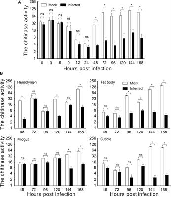 Regulation of Chitinase in Spodoptera exigua (Hübner) (Lepidoptera: Noctuidae) During Infection by Heliothis virescens ascovirus 3h (HvAV-3h)